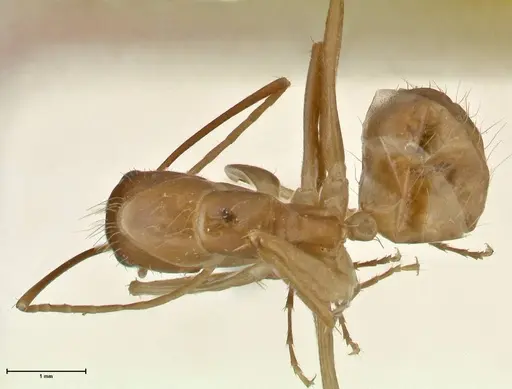 Camponotus maculatus - FOCOL2362