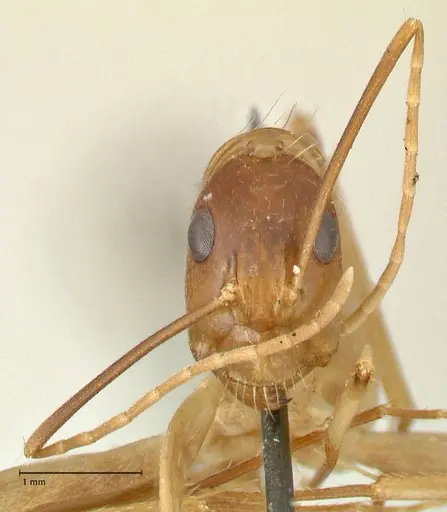 Camponotus maculatus - FOCOL2362