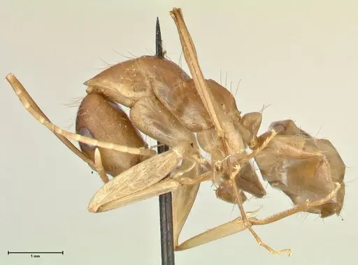 Camponotus maculatus - FOCOL2362