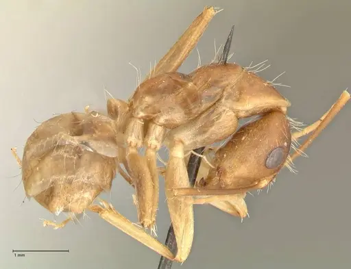 Camponotus maculatus - FOCOL2362