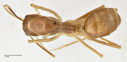 Camponotus maculatus - FOCOL2363