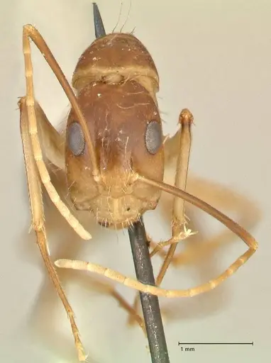 Camponotus maculatus - FOCOL2363