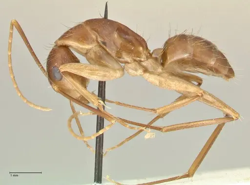 Camponotus maculatus - FOCOL2363