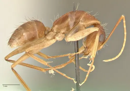 Camponotus maculatus - FOCOL2363