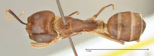 Camponotus maculatus - FOCOL2364