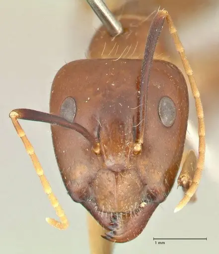 Camponotus maculatus - FOCOL2364