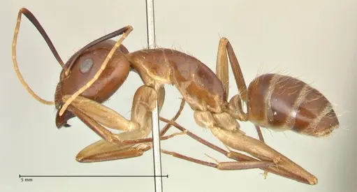 Camponotus maculatus - FOCOL2364
