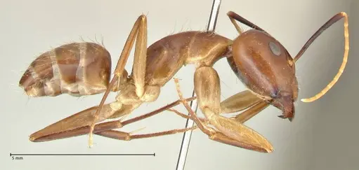 Camponotus maculatus - FOCOL2364