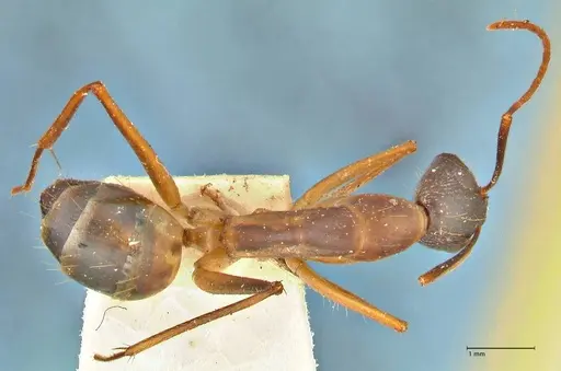 Camponotus maculatus - FOCOL2365