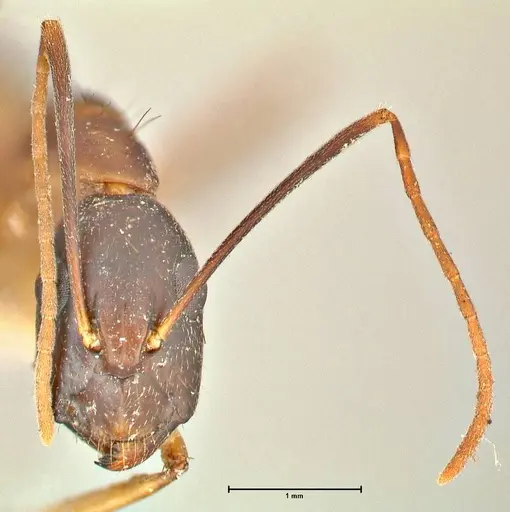 Camponotus maculatus - FOCOL2365