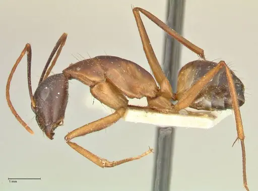 Camponotus maculatus - FOCOL2365