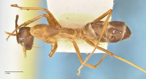 Camponotus maculatus - FOCOL2366