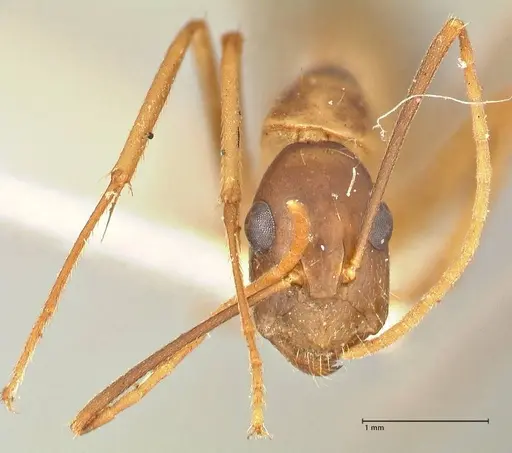 Camponotus maculatus - FOCOL2366