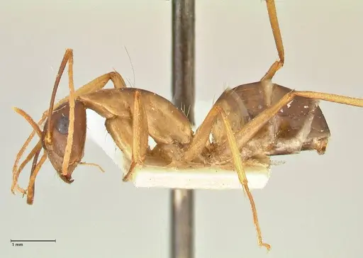 Camponotus maculatus - FOCOL2366