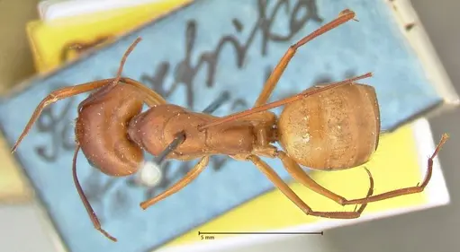Camponotus maculatus - FOCOL2367