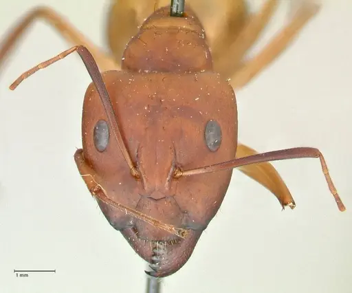 Camponotus maculatus - FOCOL2367