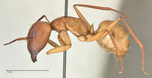 Camponotus maculatus - FOCOL2367