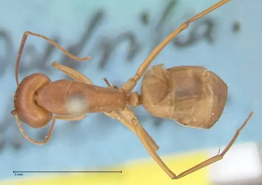 Camponotus maculatus - FOCOL2368