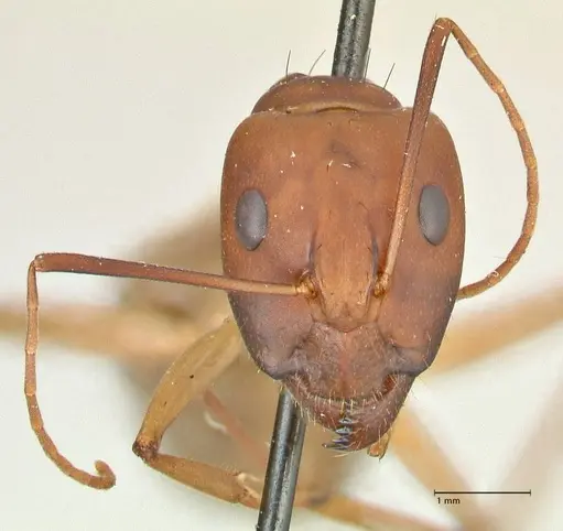 Camponotus maculatus - FOCOL2368