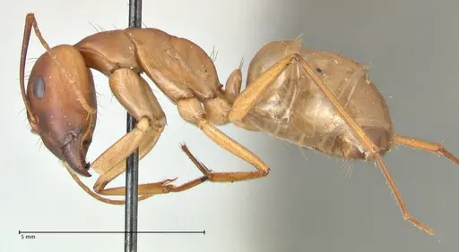 Camponotus maculatus - FOCOL2368