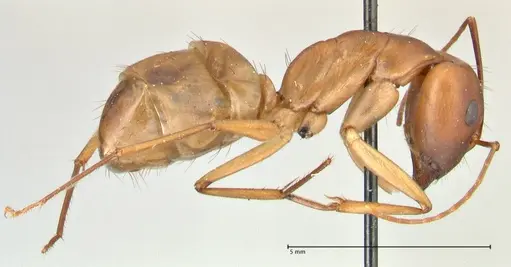 Camponotus maculatus - FOCOL2368