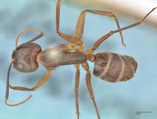 Camponotus maculatus - FOCOL2384