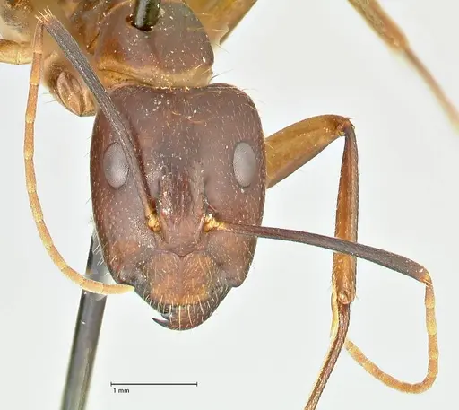 Camponotus maculatus - FOCOL2384