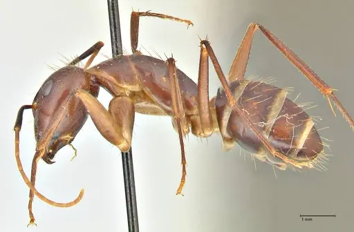 Camponotus maculatus - FOCOL2384