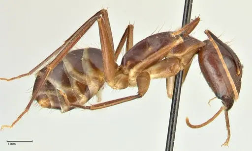 Camponotus maculatus - FOCOL2384