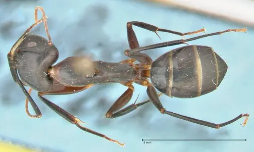Camponotus maculatus - FOCOL2385
