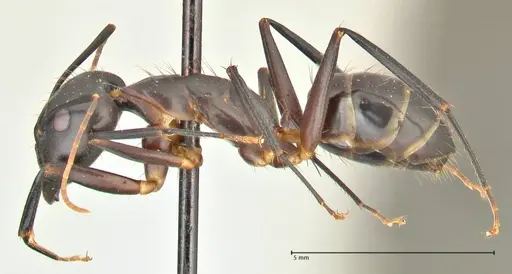 Camponotus maculatus - FOCOL2385