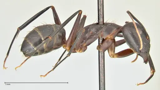 Camponotus maculatus - FOCOL2385