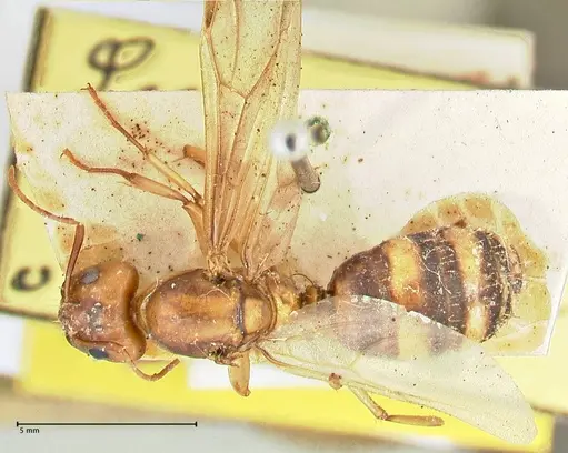 Camponotus maculatus - FOCOL2397