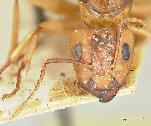 Camponotus maculatus - FOCOL2397