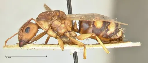Camponotus maculatus - FOCOL2397