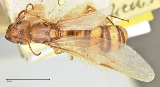Camponotus maculatus - FOCOL2398