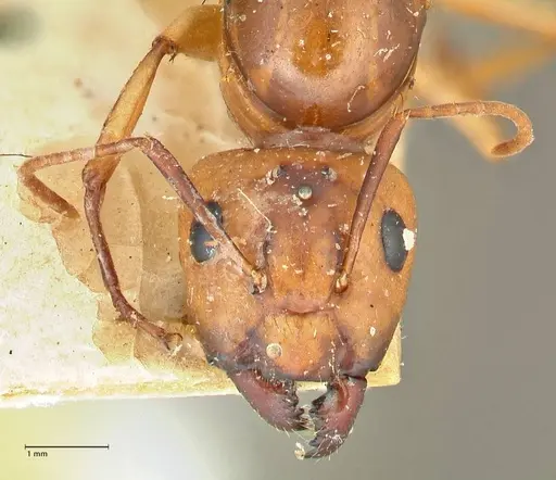 Camponotus maculatus - FOCOL2398