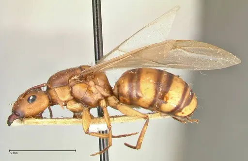 Camponotus maculatus - FOCOL2398