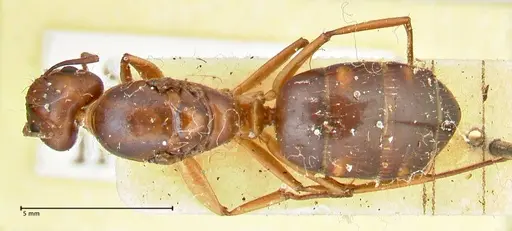 Camponotus maculatus - FOCOL2400