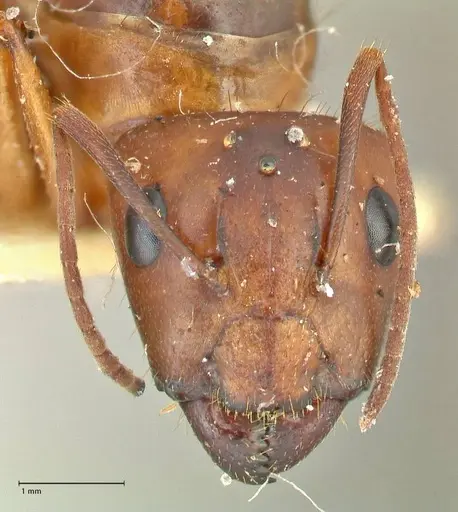 Camponotus maculatus - FOCOL2400