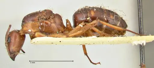 Camponotus maculatus - FOCOL2400