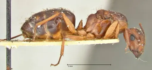 Camponotus maculatus - FOCOL2400