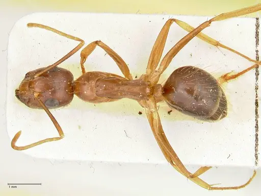 Camponotus maculatus - FOCOL2401