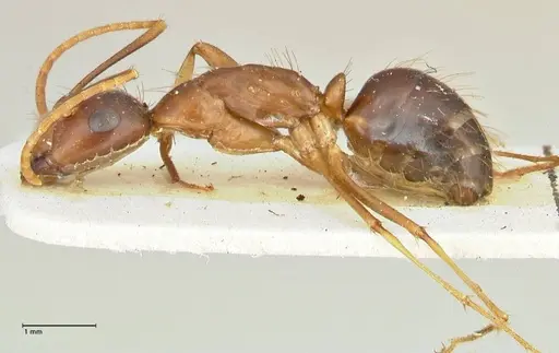 Camponotus maculatus - FOCOL2401