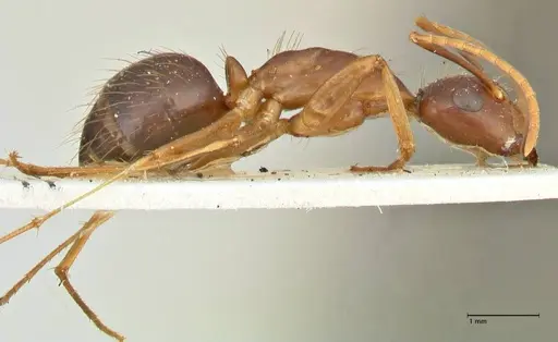 Camponotus maculatus - FOCOL2401