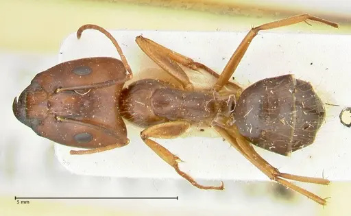 Camponotus maculatus - FOCOL2402