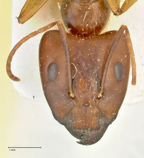 Camponotus maculatus - FOCOL2402