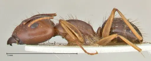 Camponotus maculatus - FOCOL2402