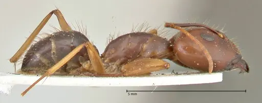 Camponotus maculatus - FOCOL2402