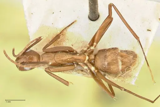 Camponotus maculatus - FOCOL2406